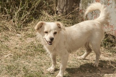 Güneşli bir günde sevimli beyaz melez köpek kapanıyor.