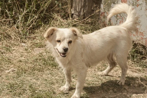 Adorable White Mongrel Dog Closeup Sunny Day — Stock Photo, Image