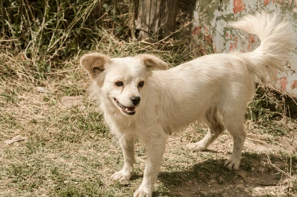 Adorable White Mongrel Dog Closeup Sunny Day — Stock Photo, Image