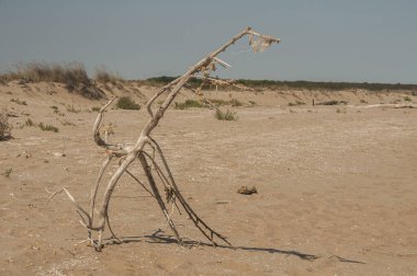 Güneşli yaz gününde kumlu sahilde kurumuş ağaç dalı