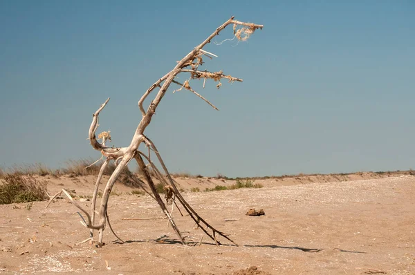 晴れた夏の日に砂浜で乾燥した木の枝 — ストック写真