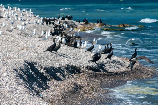 Havsfåglar Musselskal Strand Solig Sommardag — Stockfoto