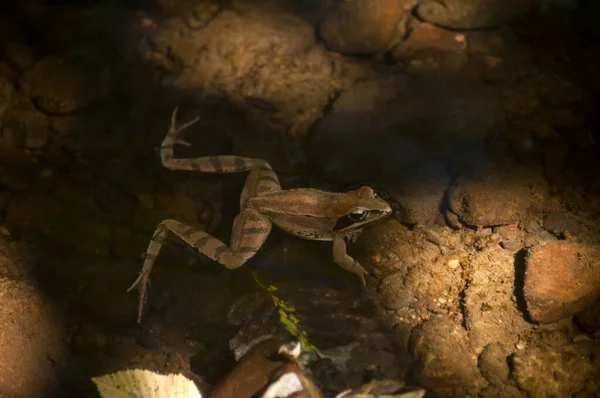 穏やかな池の水の中に小さな茶色のカエルが近づいて — ストック写真