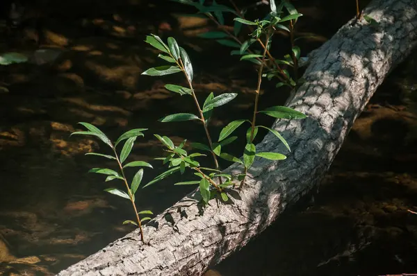 Brote Sauce Del Árbol Caído Primer Plano Del Agua — Foto de Stock