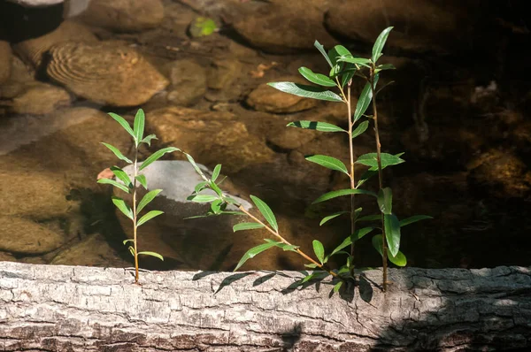 Germe Saule Provenant Arbre Tombé Dans Gros Plan Eau — Photo