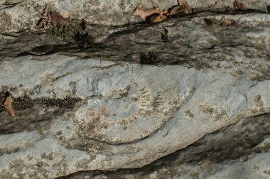 Amonit fosil dokusu nehir kayasına yakın.