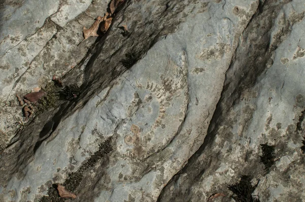 Textura Fóssil Amonita Close Rocha Rio — Fotografia de Stock