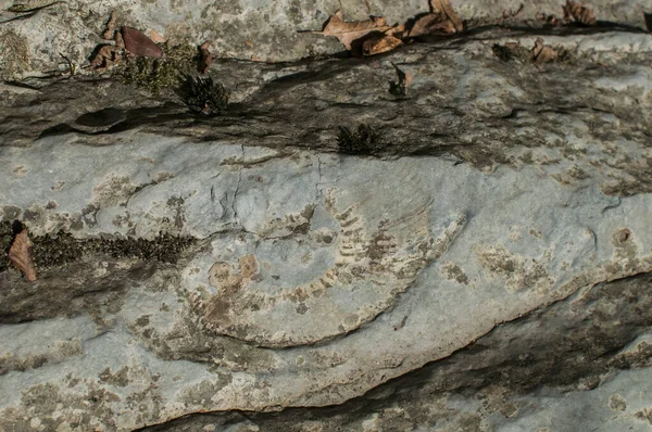 Ammonit Fossil Struktur Närbild Flodsten — Stockfoto