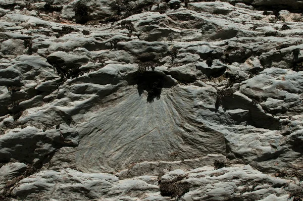 Musselfossil Struktur Närbild Flodsten — Stockfoto
