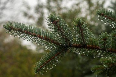 Picea pungens Blue Spruce şubesi