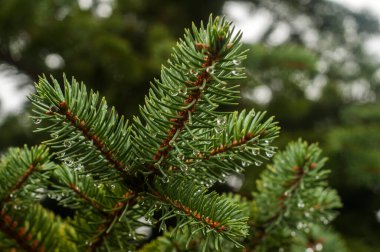 Picea pungens Blue Spruce şubesi