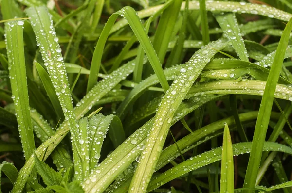 Hojas Flores Húmedas Con Gotas Agua Primer Plano Como Fondo —  Fotos de Stock