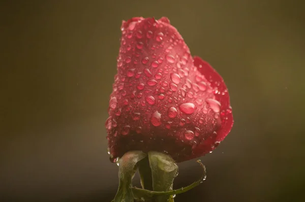 Nedves Rózsa Virág Fej Vízcsepp Közelkép Virágos Háttér — Stock Fotó