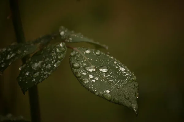 Bagnato Foglie Fiori Rosa Con Gocce Acqua Primo Piano Come — Foto Stock