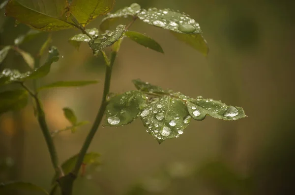 Hojas Flor Rosa Húmeda Con Gotas Agua Cerca Como Fondo — Foto de Stock