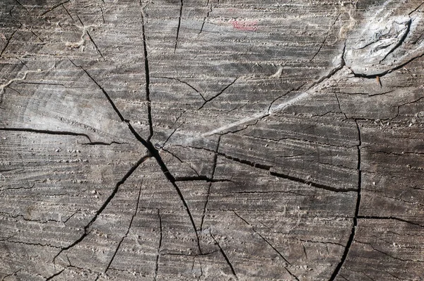 Erik Ağacı Kesimi Yüzeyi Ahşap Doku Arkaplanı Olarak Kapatır — Stok fotoğraf