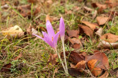 Çayırda çiçek açan güz çiçeği çiçek olarak yakın plan çekilir.