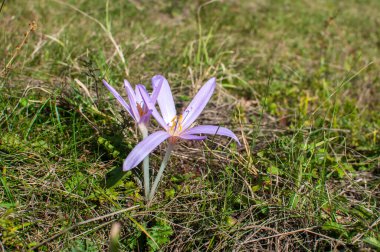 Çayırda çiçek açan güz çiçeği çiçek olarak yakın plan çekilir.