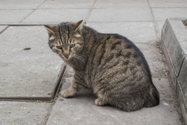 Sevimli sokak kedisi, yaklaş.