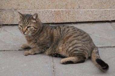 Sevimli sokak kedisi, yaklaş.