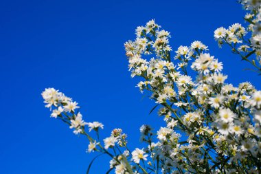 Küçük beyaz çiçekler üzerinde mavi gökyüzü arka plan bahar