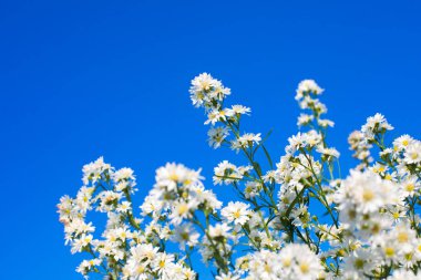 Küçük beyaz çiçekler üzerinde mavi gökyüzü arka plan bahar