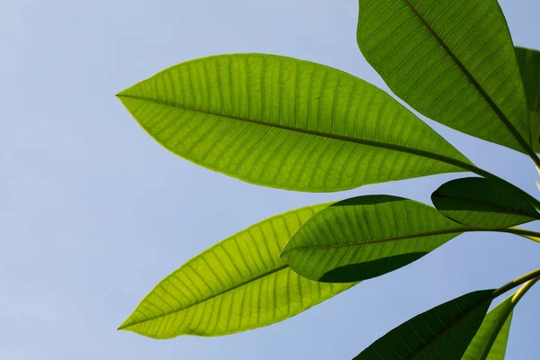 Plumeria Hojas Aisladas Sobre Fondo Blanco — Foto de Stock