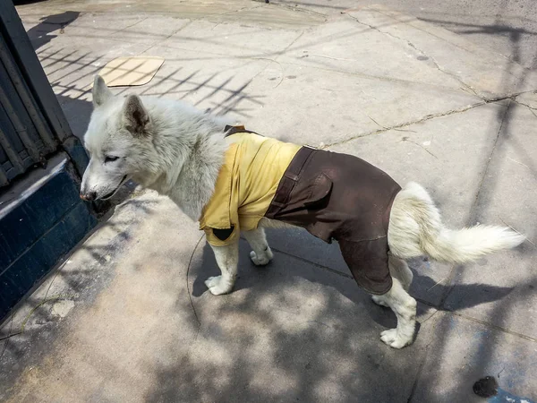 Perro vestido con ropa de guardián — Foto de Stock