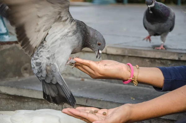 Bir güvercin elini besleyen bir gülümseyen kadın — Stok fotoğraf