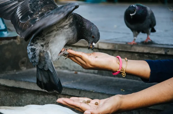 Une femme souriante nourrissant un pigeon de sa main — Photo