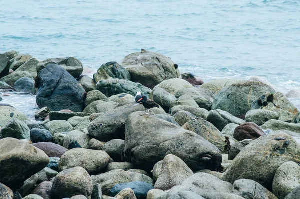 Kayalar denizin kenarında tünemiş martılar — Stok fotoğraf