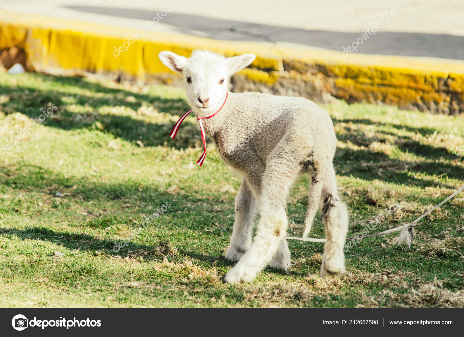 Get Small Cute Sheep Gambolling In A Meadow In A Farm Stock Photo Free HD Get Wallpaper Small Cute Sheep Gambolling In A Meadow In A Farm Stock Photo For Android Free