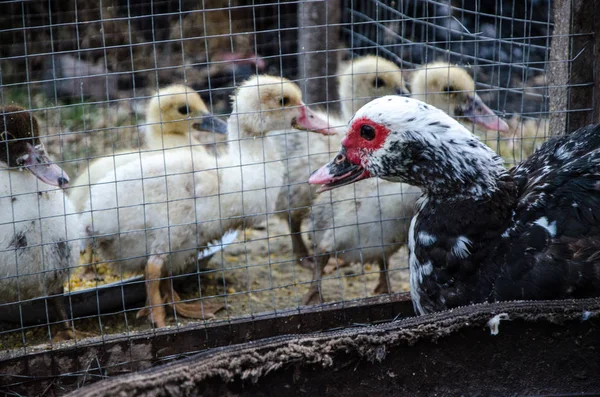 Pato con sus patitos de rejilla en una granja — Foto de Stock