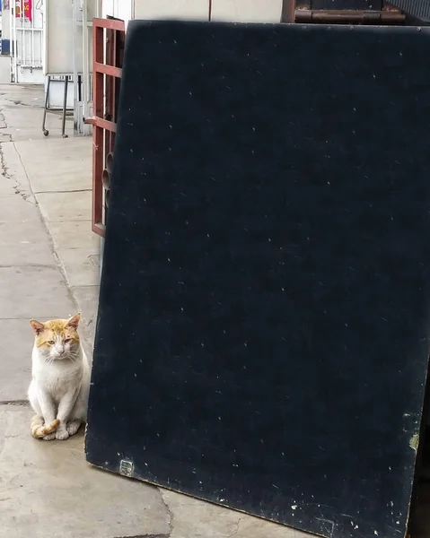 Gatinho - gato segurando sinal ou banner preto — Fotografia de Stock