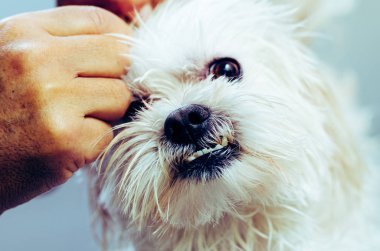 Sahibi duş sonra Malta puppy cilt hazırlanıyor