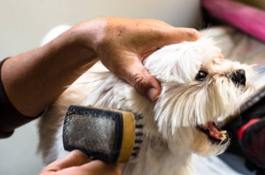Ellerini bir adamın küçük Malta köpeği fırçalama