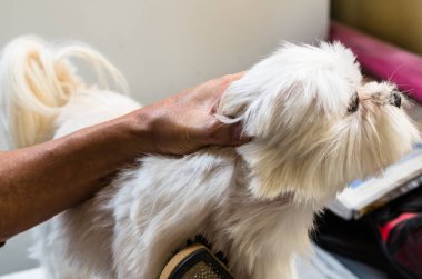 Ellerini bir adamın küçük Malta köpeği fırçalama