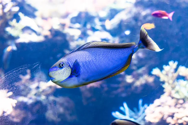 Blue tang fishes and coral reef life.