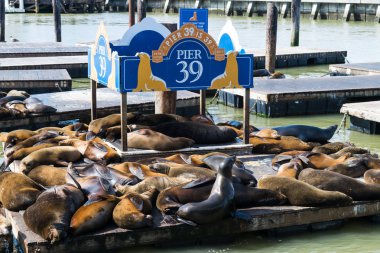 Mühür - Deniz aslanları -, Pier 39, San Francisco. Bir alışveriş merkezi, San Francisco, California bir iskele inşa popüler turistik Pier 39 olduğunu.