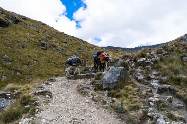 Dois burros carregando equipamentos e material em uma expedição de montanhismo nos Andes — Fotografia de Stock