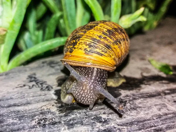 Snail moving slowly on the surface of a bench. macro. nature close-up images. — Stock Photo, Image