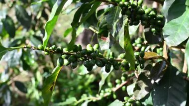 Kahve çekirdeği olgunlaştırma, taze kahve, kırmızı böğürtlen dalı..