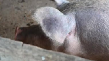 Muz yiyen bir çiftlik domuzu