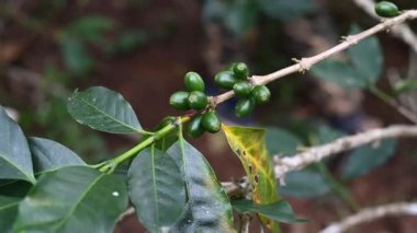 Kahve çekirdeği olgunlaştırma, taze kahve, kırmızı böğürtlen dalı..