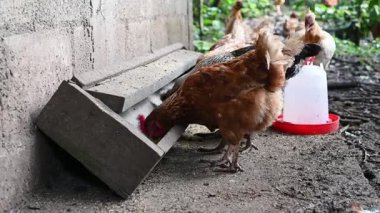 Kümes hayvanları çiftliği. Tavuklar, kümes hayvanları çiftliğinde yetiştirilen mısır gevreklerini bedavaya yerler. Tavuk çiftliği ve yetiştiricisi