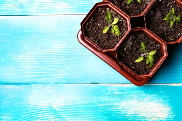 pots of seedlings of brown color in which young tomato seedlings grow, are located on a wooden table painted in blue