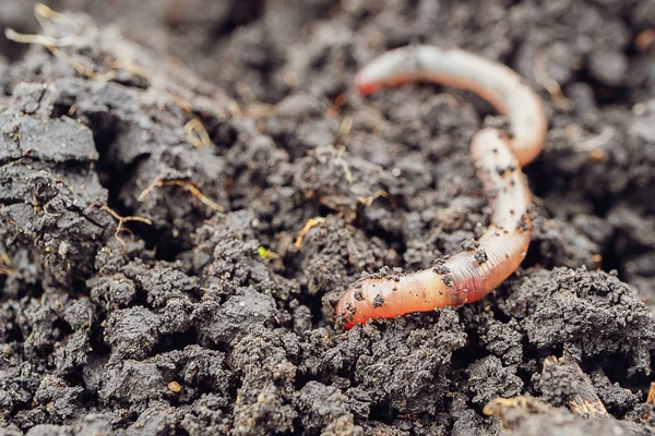 一只蠕虫开始钻入地面 在自然条件下的蚯蚓特写 — 图库照片