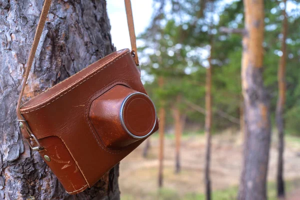 old leather case on an old film camera, hung on a pine tree in a pine forest