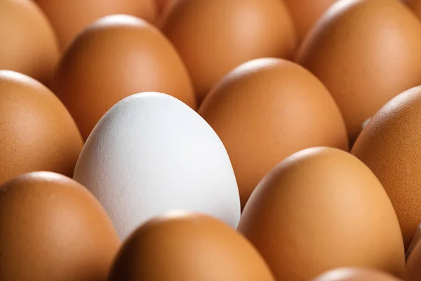 Bruine Kippeneieren Onder Hen Een Witte Anders Dan Anderen — Stockfoto