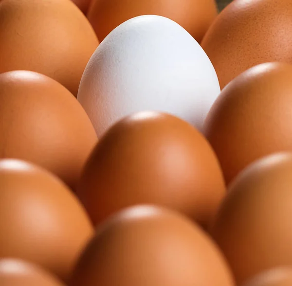 Witte Kip Achtergrond Van Andere Kippeneieren Veel Kip Eieren — Stockfoto